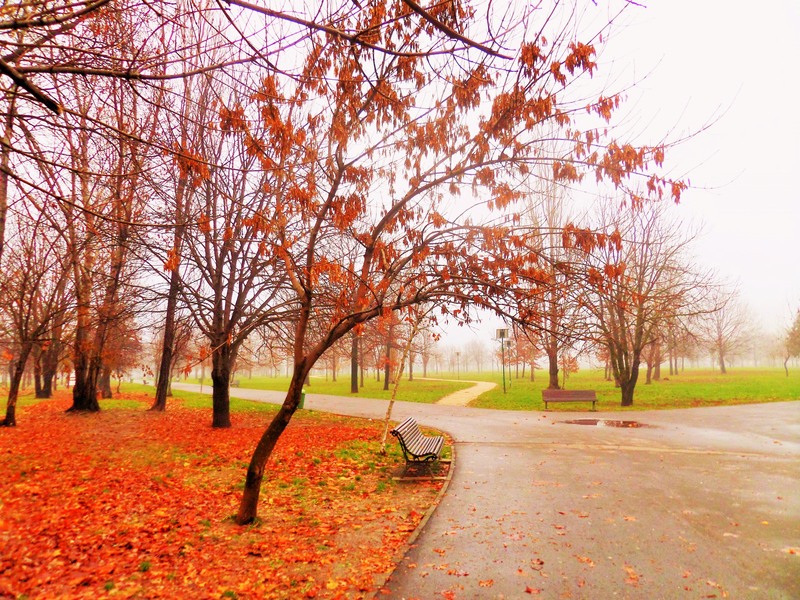 sam_0957-3_parcul-toamna-in-ceata