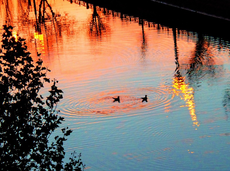 sam_1603a-2_ratele-de-dambovita