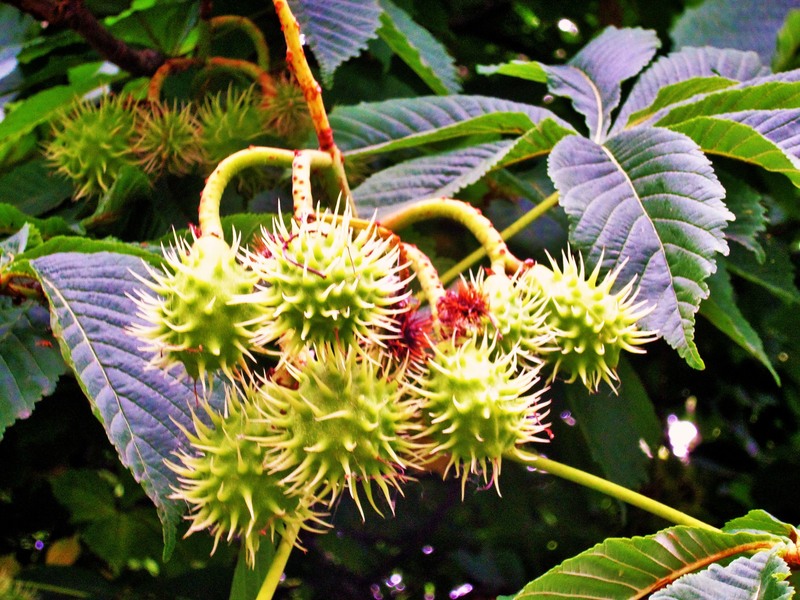 sam_6283a_rodul-castanului-2