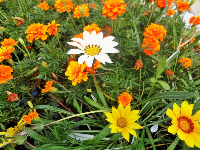 sam_8207_flori-de-toamna-2