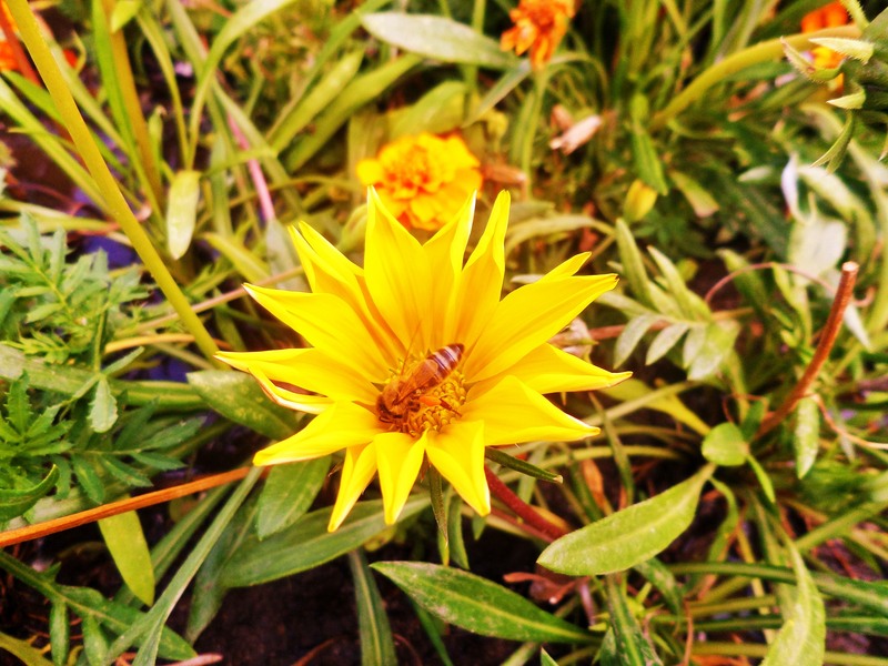 sam_8208_albina-pe-floare-2