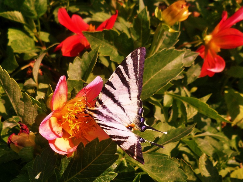 sam_8273_fluture-indragostit-2