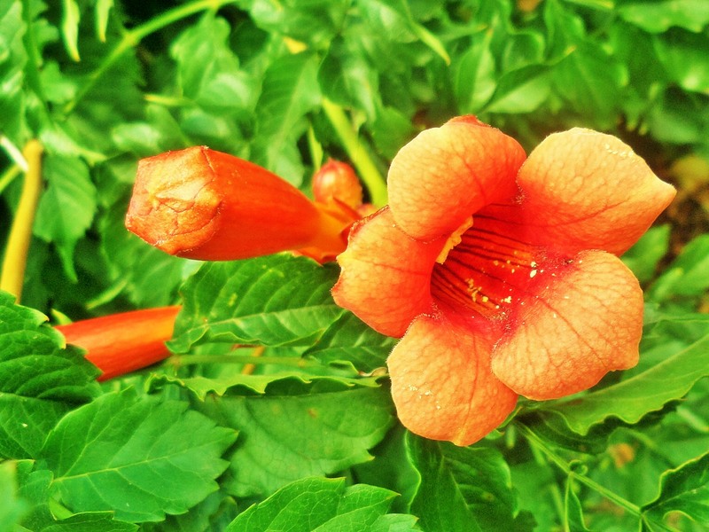 sam_8277_flori-de-iulie-2