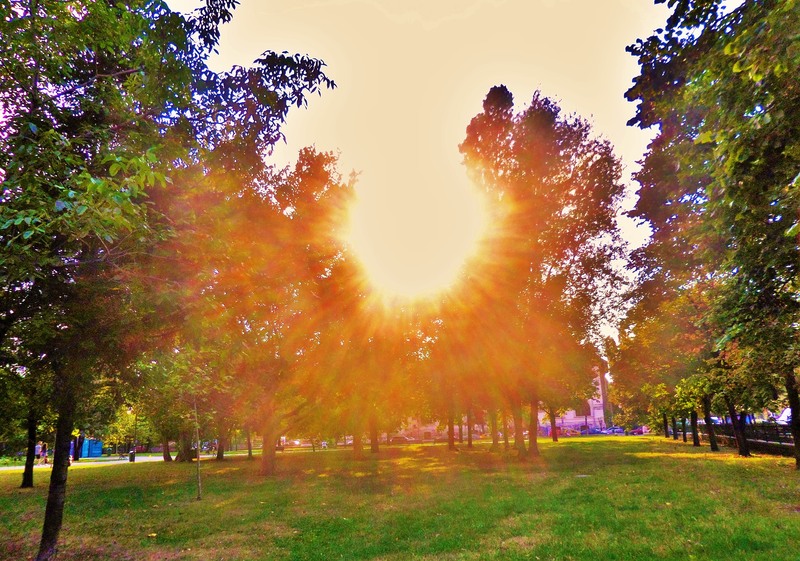 sam_8914-3_rasarit-in-padure