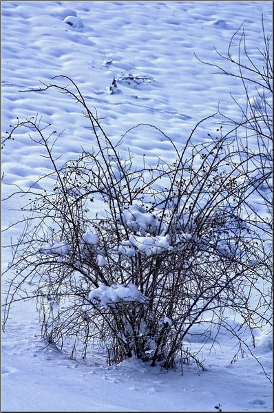 serban_vornicu-deltabuc_02