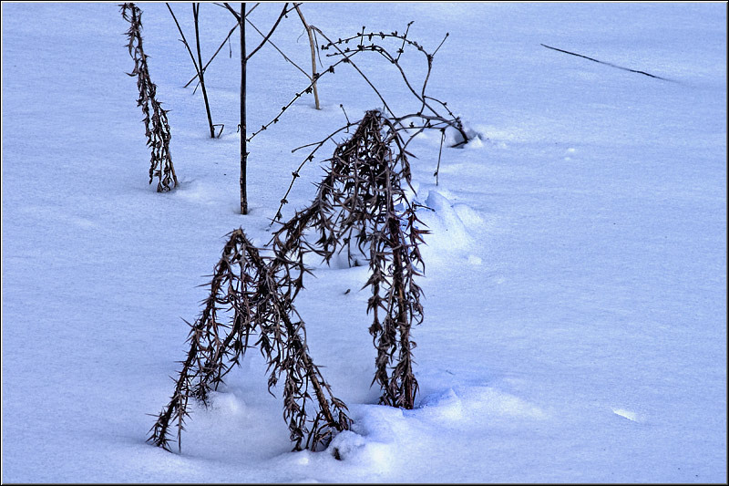 serban_vornicu-deltabuc_05
