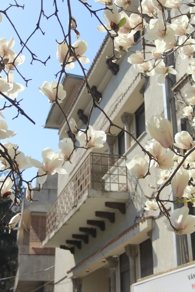 2014_03_30-magnolii-in-parcul-kiseleff-34