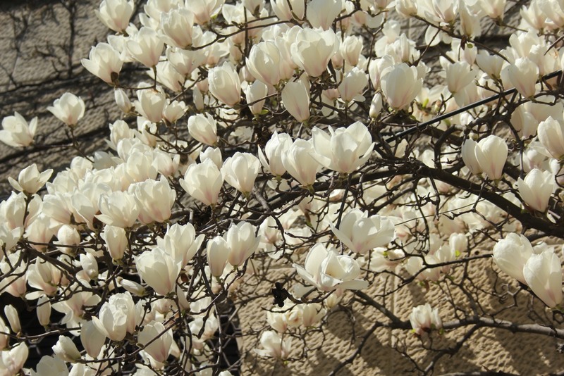 2014_03_30-magnolii-in-parcul-kiseleff-38