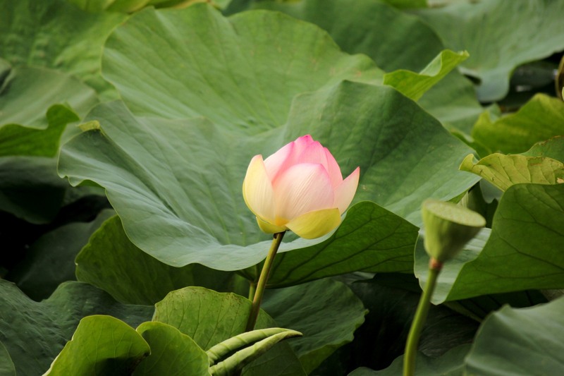 2014_09_13-lotusi-in-parcul-circului-1