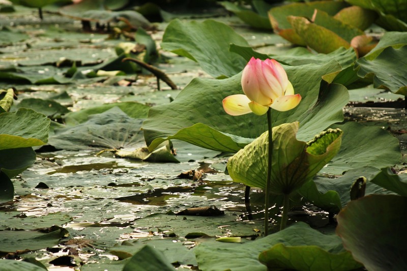 2014_09_13-lotusi-in-parcul-circului-9