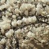 2014_03_30-magnolii-in-parcul-kiseleff-38