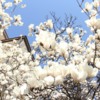 2014_03_30-magnolii-in-parcul-kiseleff-51