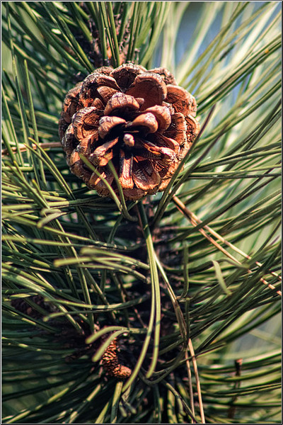 serban_vornicu-crangasimuzeu_12