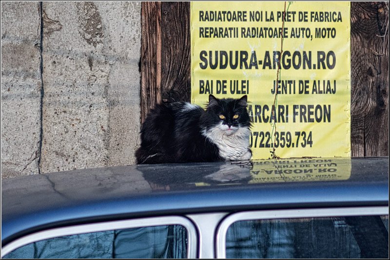 serban_vornicu-crangasimuzeu_13