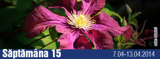 Saptamana 15-2014
