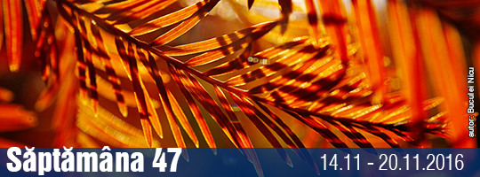 Saptamana 47-2016