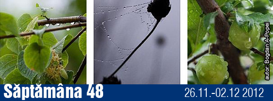 Saptamana 48-2012