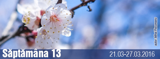Saptamana 13-2016