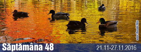 Saptamana 48-2016