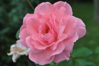 Agasanu Raluca Ioana