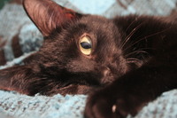 Vasile  Sorin-Stefan